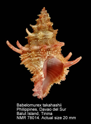 Babelomurex takahashii (6).jpg - Babelomurex takahashii(Kosuge,1979)